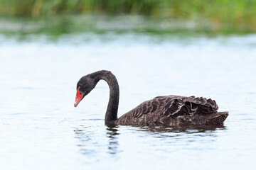 Black swan, Cygnus atratus, swimming