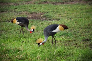Two Black Crowned Cranes Hunting for Insects in Tanzanian Savanah