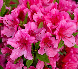 Pink Flowering Azalea Shrub and Green Leaves with Water Drops on the Petals