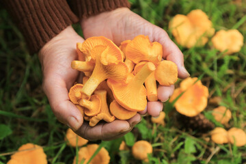 Сhanterelle mushrooms harvest in mushroom picker hands closeup macro. Mushroomer Harvesting Wild forest yellow orange chanterelles mushroom in grass outdoors in nature