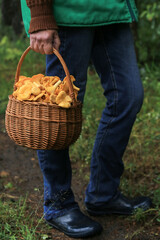 Сhanterelle mushrooms in mushroom picker hands in basket. Mushroomer with wild forest yellow chanterelles mushroom harvest outdoor in nature