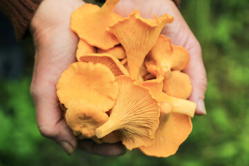 Сhanterelle mushroom harvest in mushroom picker hands closeup macro. Picking Wild forest yellow orange chanterelles mushrooms