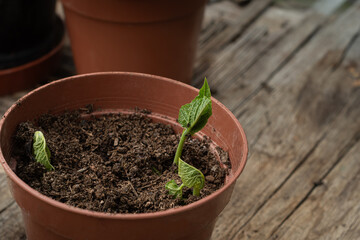 Three organic runner bean vegetable seedlings growing in a pot of peat free compost