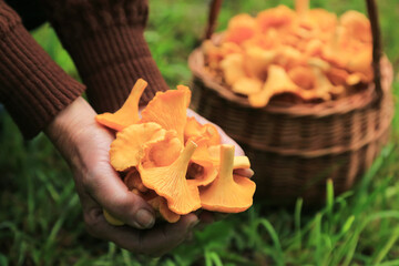 Сhanterelle mushroom in mushroom picker hands in basket closeup. Mushroomer with wild forest yellow orange chanterelles mushrooms harvest in nature