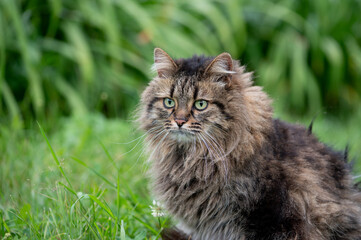 Long Haired Cat Sitting in Green Grass