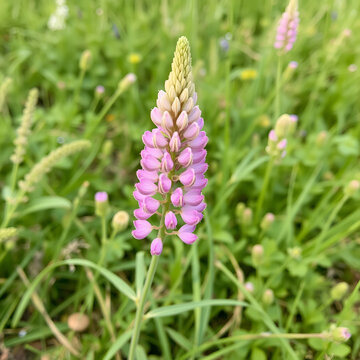 Meadow flower Sainfoin (Onobrychis viciifolia) grows in a field on a green background of miscellaneous herbs.
