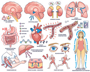Stress response shows brain, heart, and adrenal glands activating body systems for fight or flight. Outline style collection