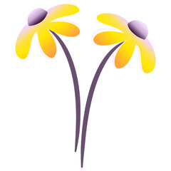 two yellow flowers with gradient isolated on white background.