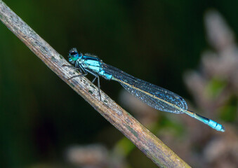 Common Bluetail (Ischnura heterosticta) - perched damselfly in lateral view