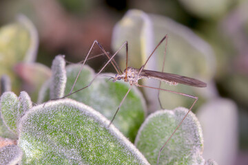Crane Fly (Tipulomorpha) - long-legged insect resting on fuzzy green leaves