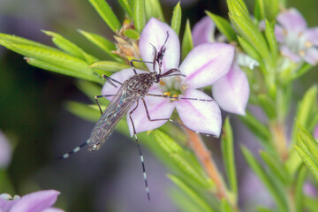 Striped Mosquito (Aedes alboannulatus) - adult male pink flower