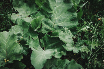 A striking image of lush, oversized burdock leaves, rich in texture and vibrant green hues. Perfect for botanical enthusiasts, nature lovers, or herbal-themed decor. Ideal for prints or digital use.