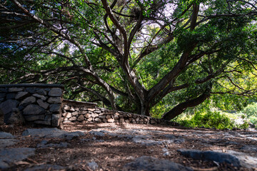 A large tree with a stone wall in the background. The tree is in the shade and the wall is made of stone