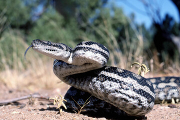 Murray Darling Carpet Python in defensive stance