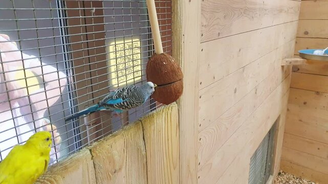 Funny parrot plays with hanging toy. Birds