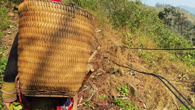 A woman from the Black Dao community expertly forages herbal plants in the lush hills of Sa Pa. Her traditional attire and skill highlight the rich cultural heritage linked to natural remedies.