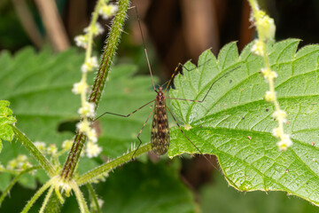 Cranefly (Limonia nubeculosa) of the family Limoniidae a European flying insect found in wooded areas and thick hedges during spring and summer, nature macro photography stock photo image