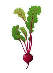 Beetroot or beet root, a juicy vegetable ingredient for making juice and food.