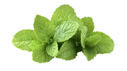 Fresh mint leaves isolated on a white background