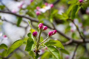 Buds on an apple tree
