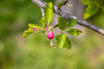 Red bud on an apple tree