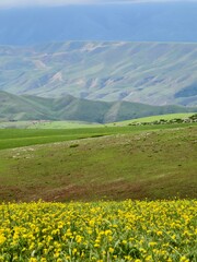 Fototapeta premium Kalajun Grassland (Karakun Grassland) is a renowned natural landscape in the Tashkurgan area of Xinjiang, China, located in the southern part of Tekes County.