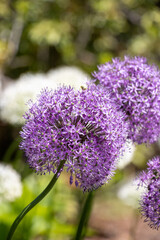 Fototapeta premium Purple flower in garden