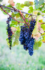 Ripe dark grapes hanging from a vine ready for wine harvest season.