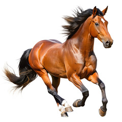 Obraz premium isolated running horse on white