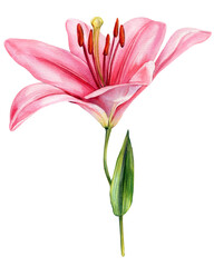 Pink Lily Flower Watercolor Botanical Illustration, Hand Painted Bloom with Stem and Leaves, Isolated Floral Clipart for Design