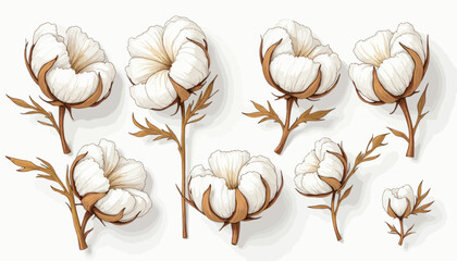 White Cotton Plants with Brown Stems on White Background