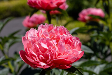 Obraz premium pink peony flower