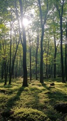 Fototapeta premium Sunlight filters through trees in a lush forest revealing green undergrowth in early morning