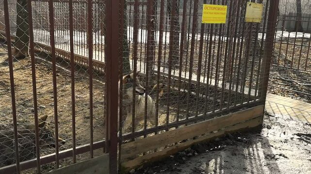 Two large gray wolfs wander behind the bars of the enclosure in the zoo. Visitor takes photo predatory wolf in the cage. The running animals. Dangerous hunter behavior. High quality Full HD footage.