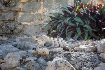 Lizard in Tulum ruins Mexico
