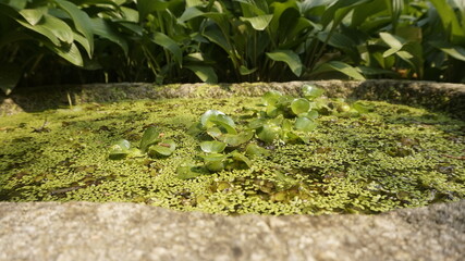 Close-up of a weathered stone water basin filled with green duckweed and water lettuce in a lush garden, perfect for eco visuals, natural design, and garden photography.