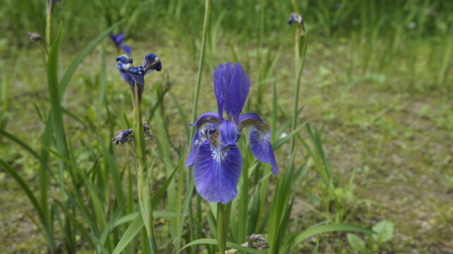 Close-up of a blooming wild iris with vivid purple petals in a natural meadow.