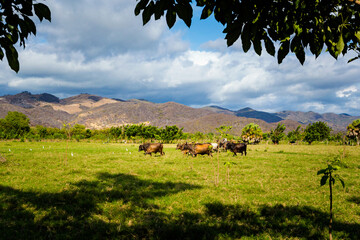 Horse trip to Puerto Suelo Maxico