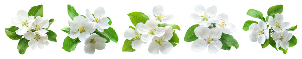 Obraz premium PNG White blossoms with green leaves, element set on transparent background