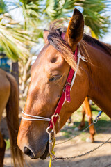 Horse trip to Puerto Suelo Maxico
