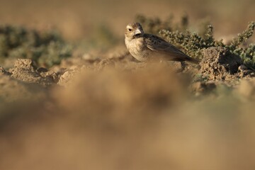 Lark standing on the ground. Bird background.
