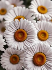 Fototapeta premium White daisies with orange centers create a vibrant floral display in springtime garden
