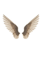 Obraz premium Isolated Feather Angel Wings Illustration Beige and Brown Color