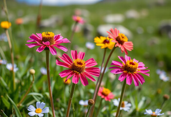 Bright pink and red wildflowers blooming closely together in sunny meadow