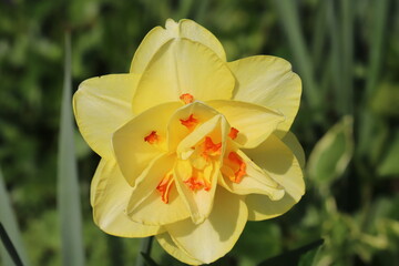 日本の春の庭に咲く黄色い八重咲き水仙の花