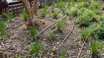 Drip irrigation serenades parched earth, while nascent bulbs await Earth Days renaissance, cradle of Gaias verdant whispers