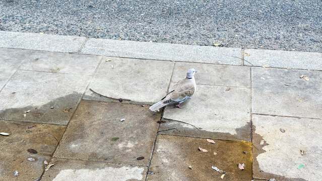 A solitary dove perches contemplatively on a rain-kissed sidewalk, evoking Serenity Day and urban wildlife appreciation moments