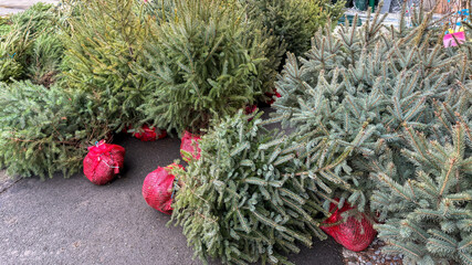 Christmas trees bundled in vibrant red netting, reminiscent of yuletide joy and Solstice celebrations, evoke wintry nostalgia