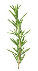 Fototapeta premium Isolated Fresh Rosemary Herb Branch on Transparent Background