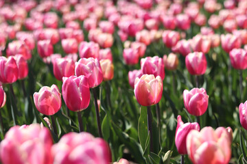 Fototapeta premium Pink tulips close-up. Field of blooming tulips in spring. Bright pink flowers with selective focus. Nature background. Spring background. Beautiful flowers